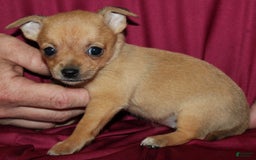 Chihuahua dogs for sale: Piper - Image 4