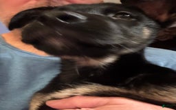 Belgian Malinois dogs for sale: Nadja - Image 3