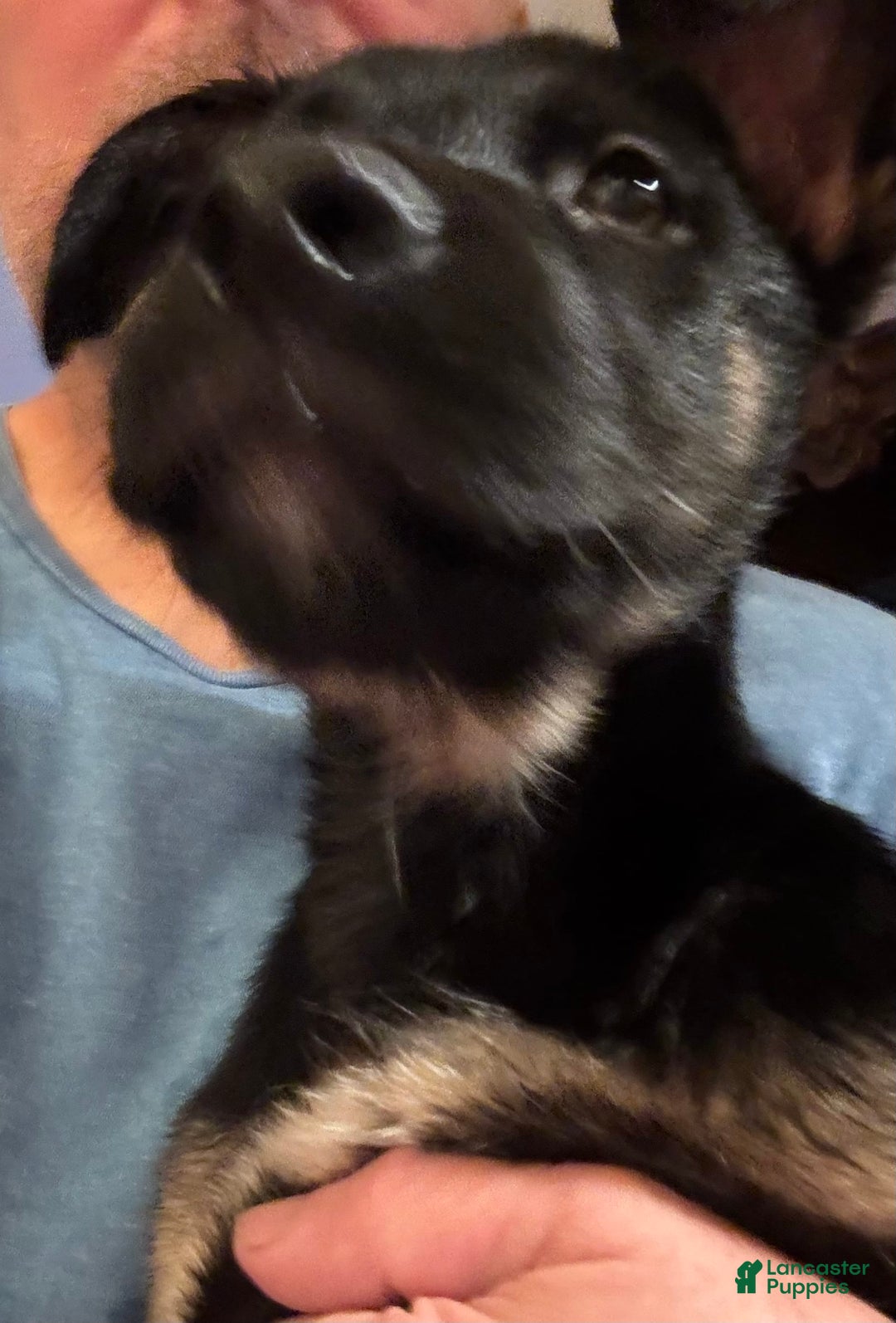 Belgian Malinois dogs for sale: Nadja - Image 3