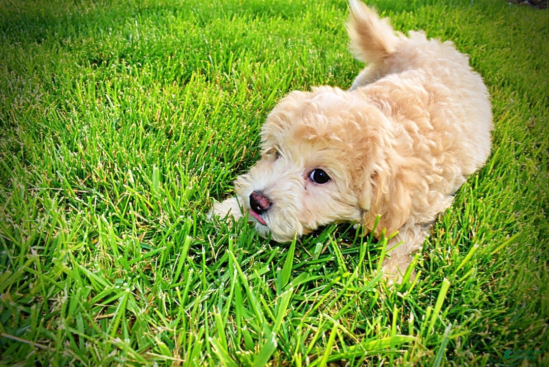 Havapoo dogs for sale: Wags - Image 27