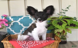 Papillon dogs for sale: Mitch - Image 16