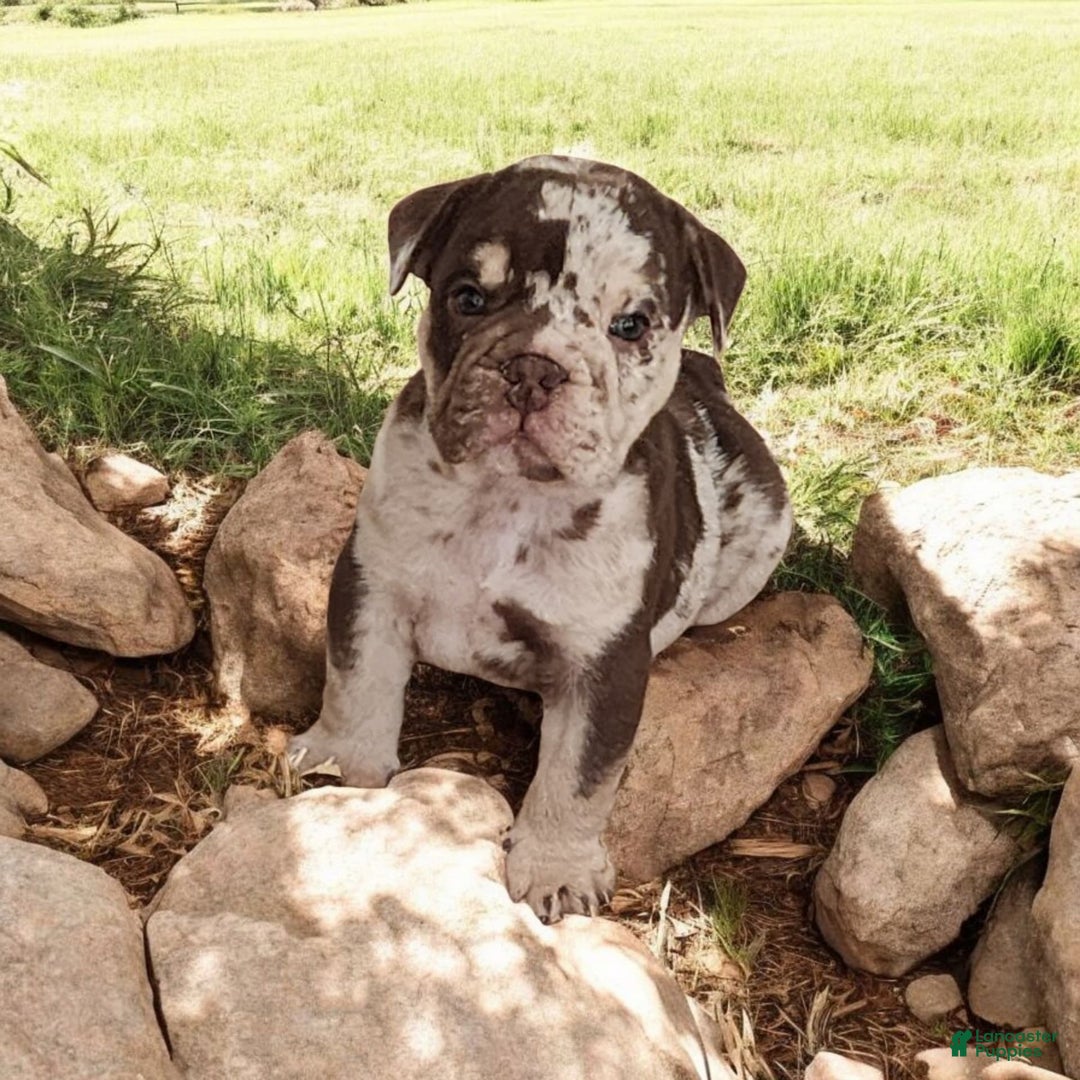 English Bulldog dogs for sale: Rocky - Image 1