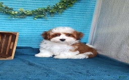 Havanese dogs for sale: Chase - Image 1
