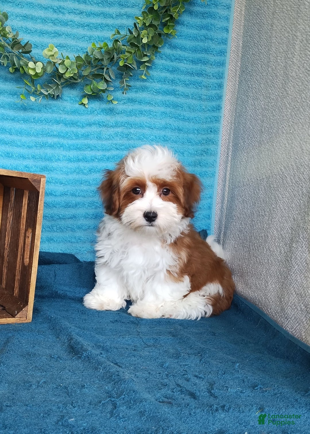 Havanese dogs for sale: Chase - Image 1