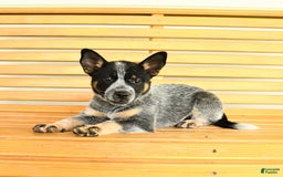 Australian Cattle Dog dogs for sale: Muffin - Image 6