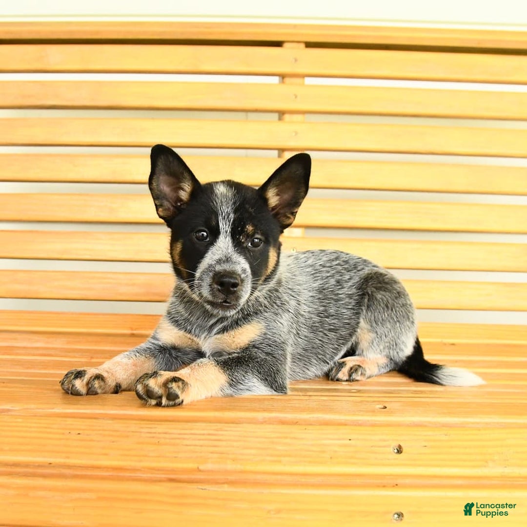 Australian Cattle Dog dogs for sale: Muffin - Image 6