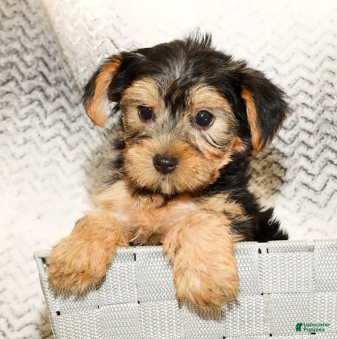 Yorkshire Terrier dogs for sale: Angie - Image 2