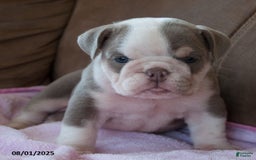 English Bulldog dogs for sale: Patsy - Image 4