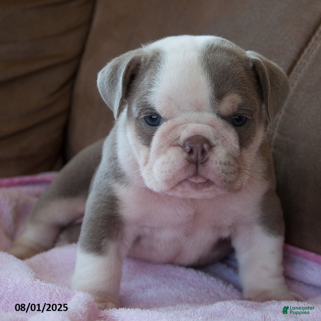 English Bulldog dogs for sale: Patsy - Image 4