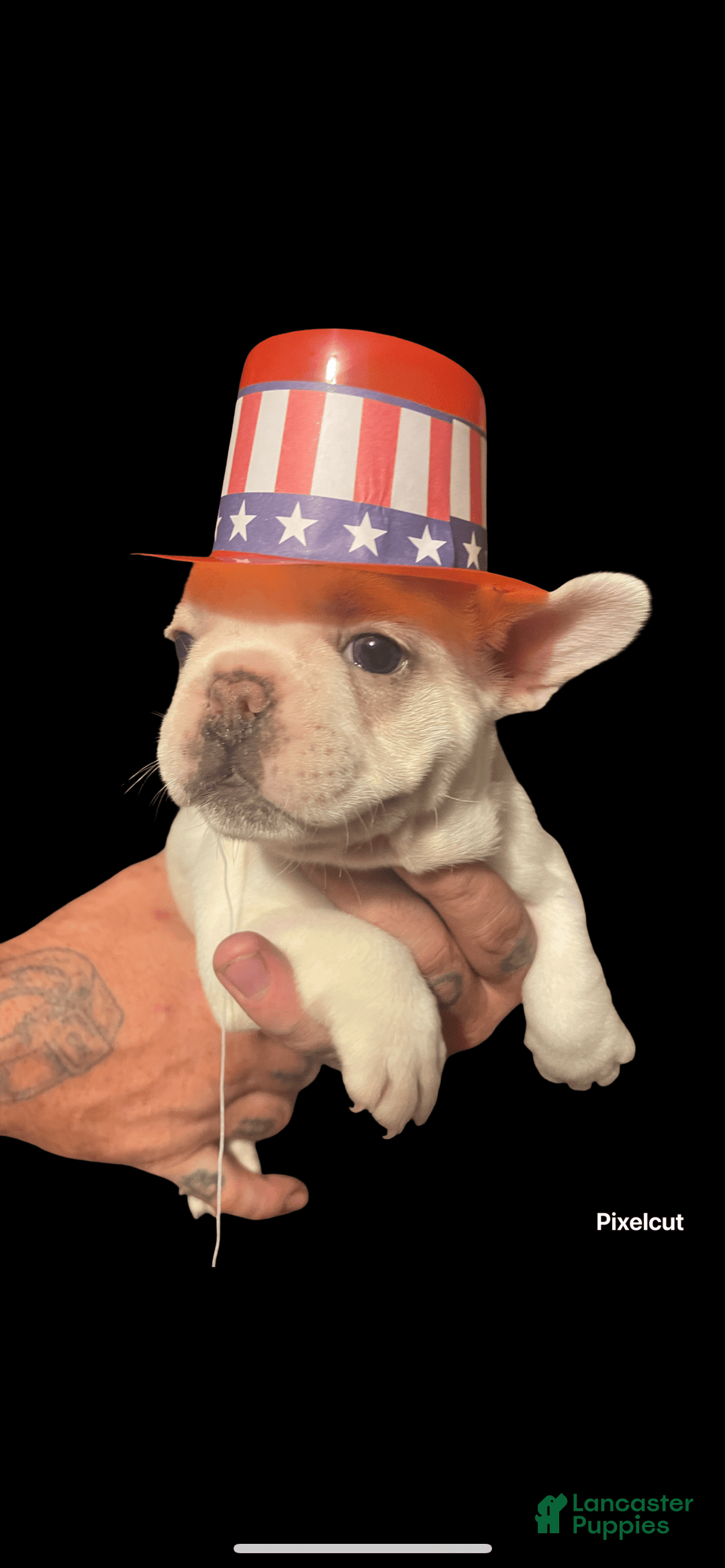 French Bulldog dogs for sale: Sky - Image 1
