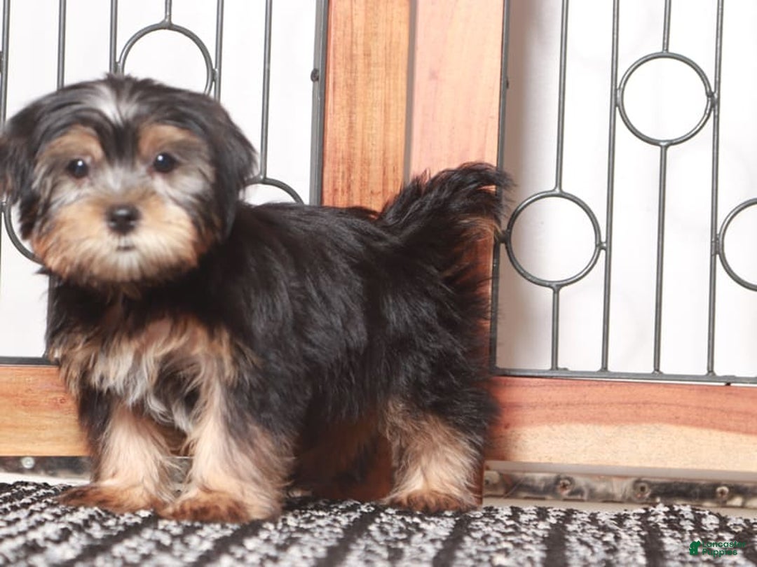 Shorkie dogs for sale: Peter - Image 1