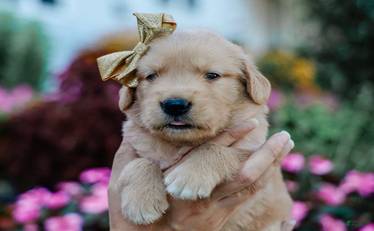 Golden Retriever dogs for sale - Ad 3