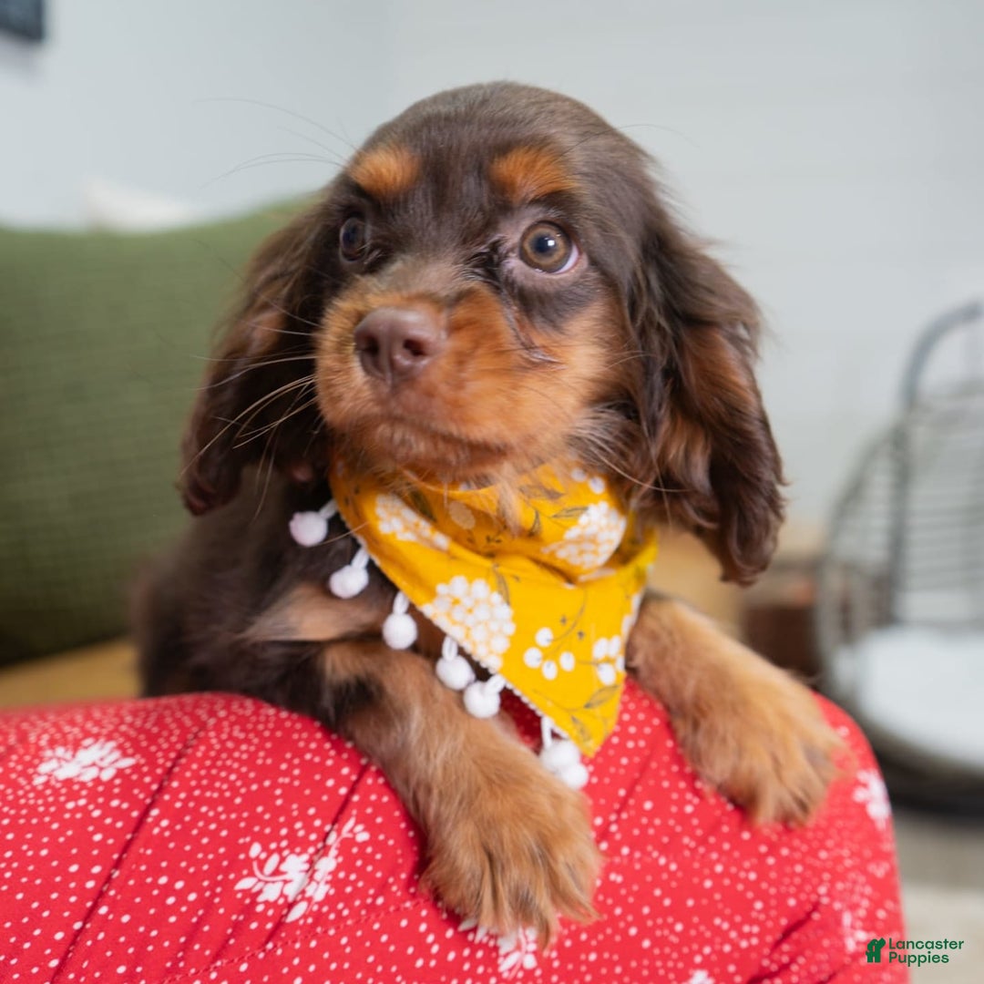 Cavalier King Charles Spaniel dogs for sale: Lance - Image 8