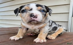 American Bully dogs for sale: Remi - Image 8