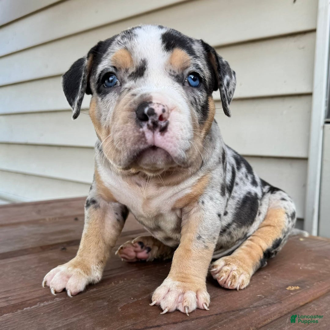 American Bully dogs for sale: Remi - Image 8