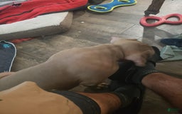American Bully dogs for sale: Big Hoss - Image 65