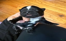Shih Tzu dogs for sale: Stella Pups - Image 7