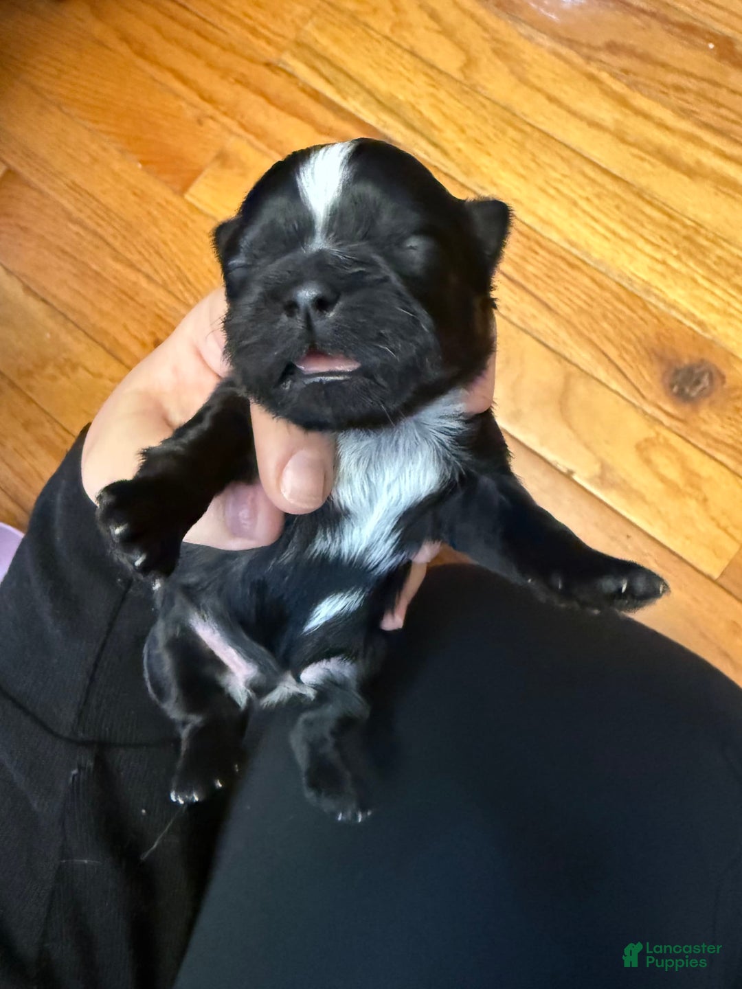 Shih Tzu dogs for sale: Stella Pups - Image 7