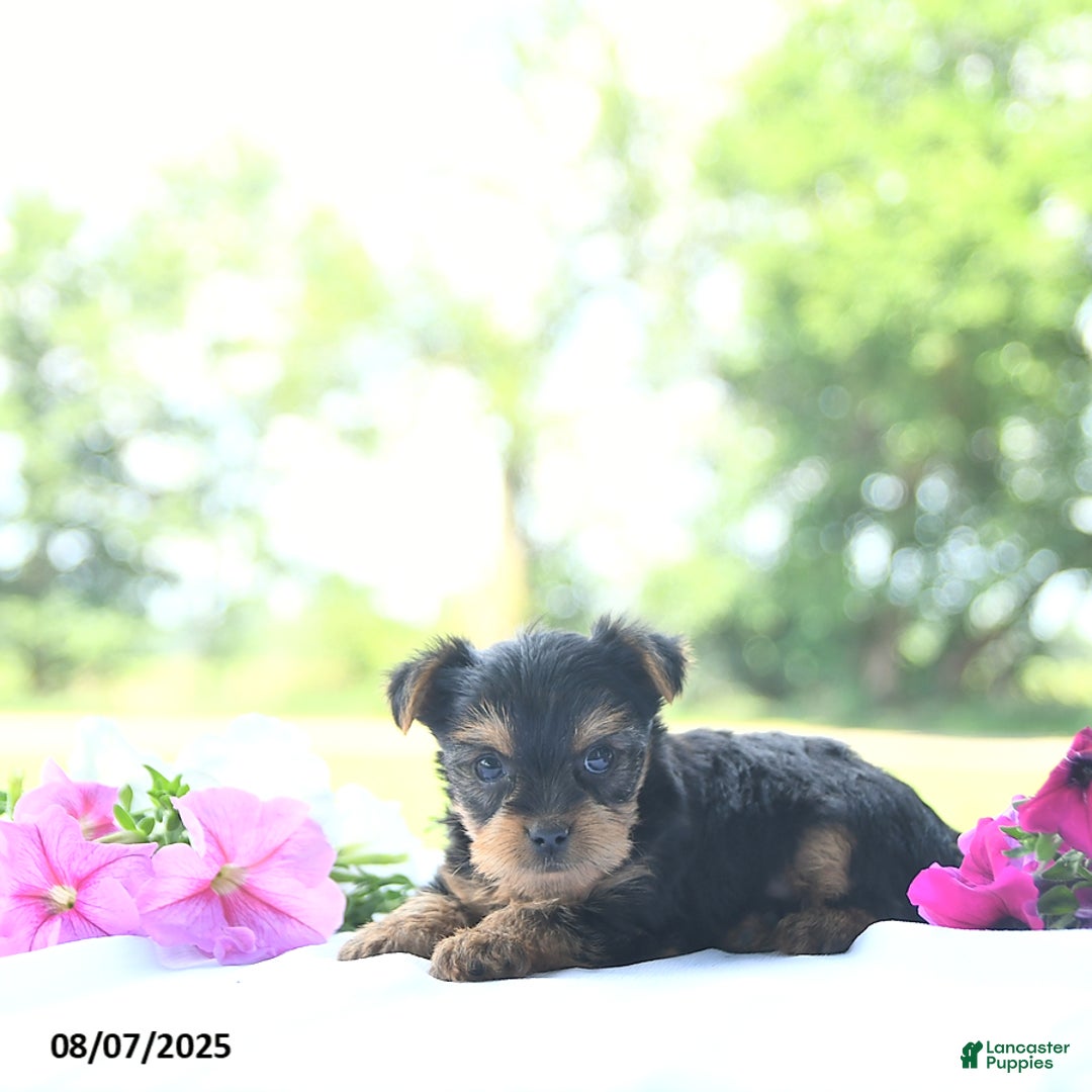 Yorkshire Terrier dogs for sale: Kassia - Image 5