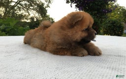 Chow Chow dogs for sale: SLM Red Female - Image 1