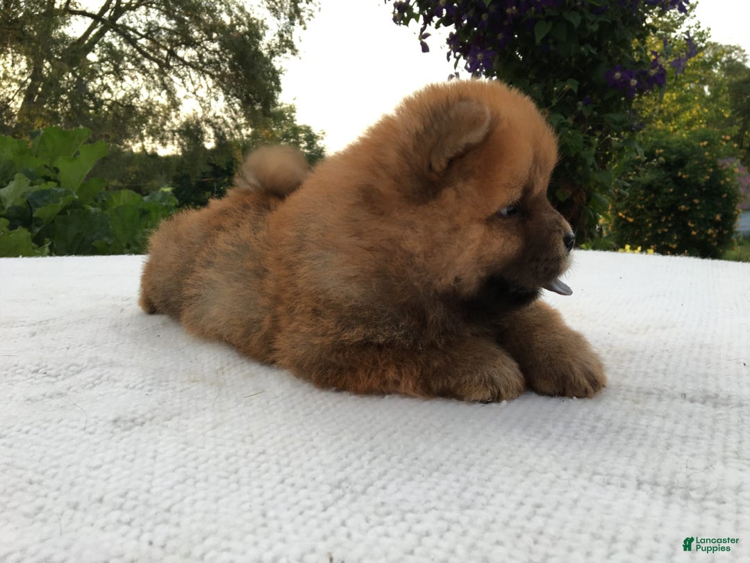 Chow Chow dogs for sale: SLM Red Female - Image 1