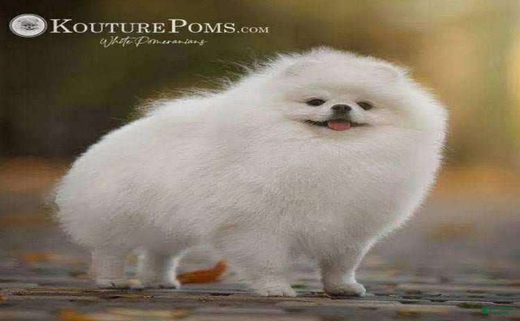 Pomeranian dogs for sale - Ad 1