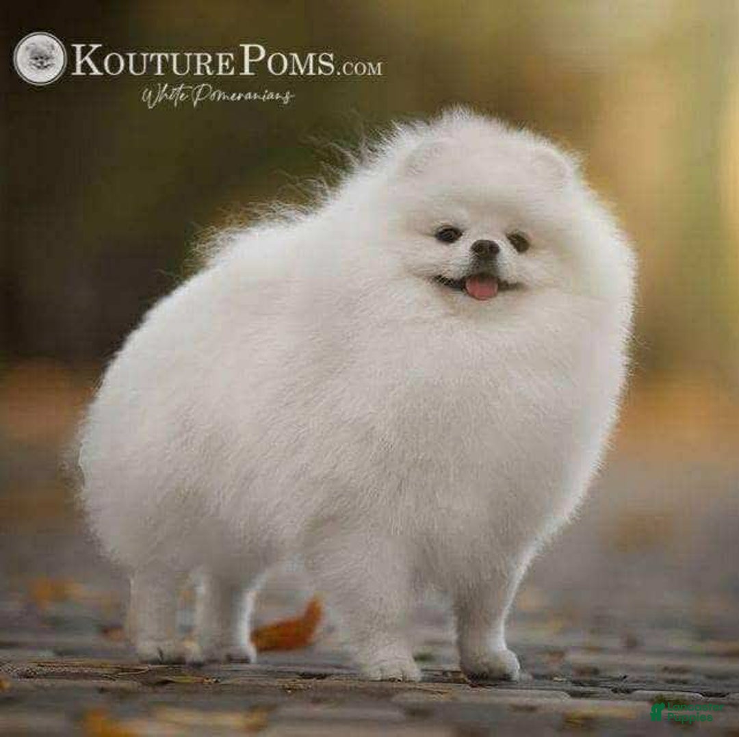 Pomeranian dogs for sale: Luca - Image 1