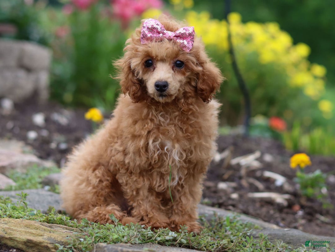 Miniature Poodle dogs for sale: Leah - Image 3