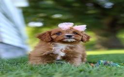 Cavapoo dogs for sale: Cavapoo 4 puppies - Image 33