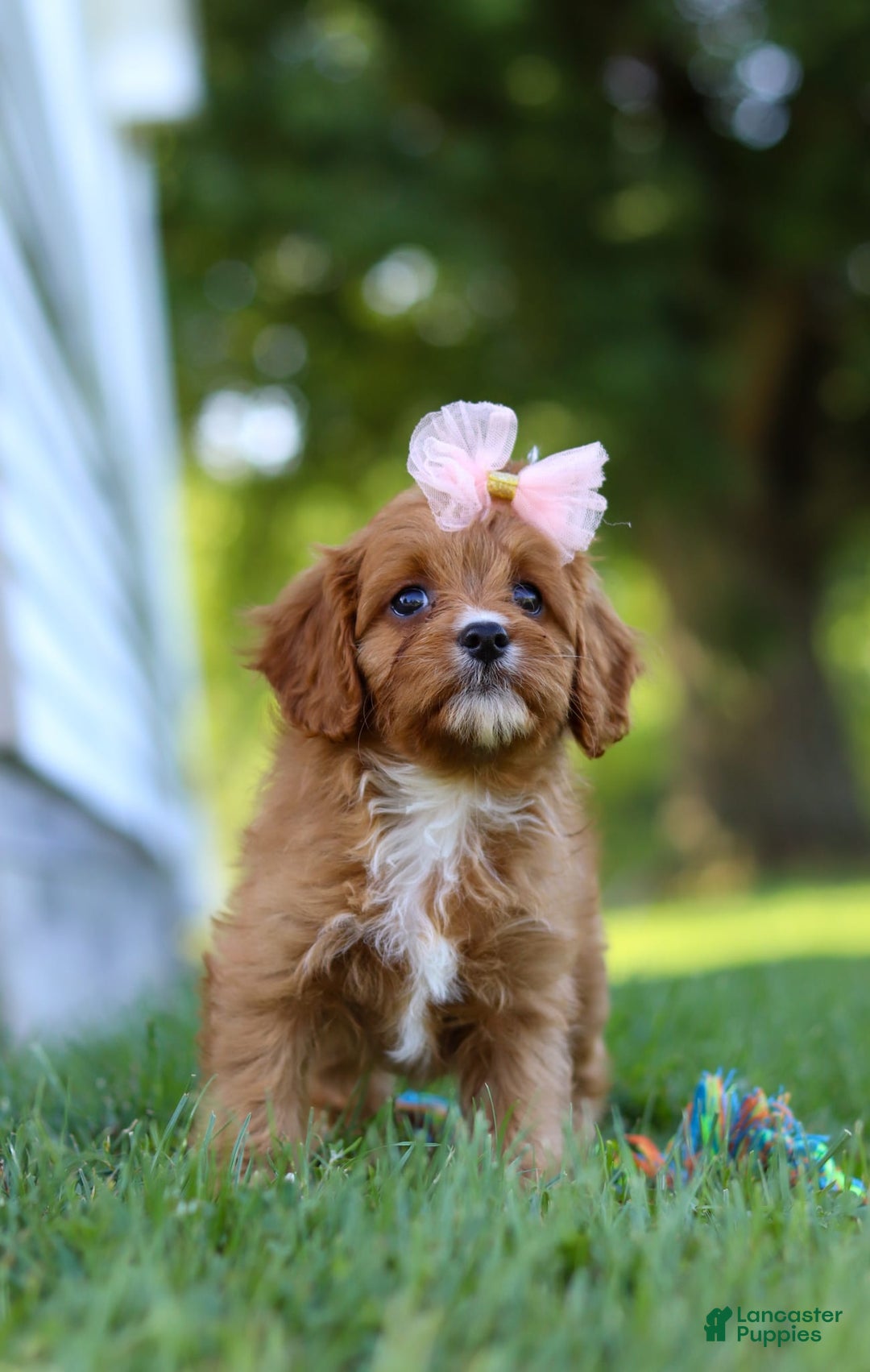 Cavapoo dogs for sale: Cavapoo 4 puppies - Image 33