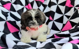 Shih Tzu dogs for sale: Bitsy - Image 2