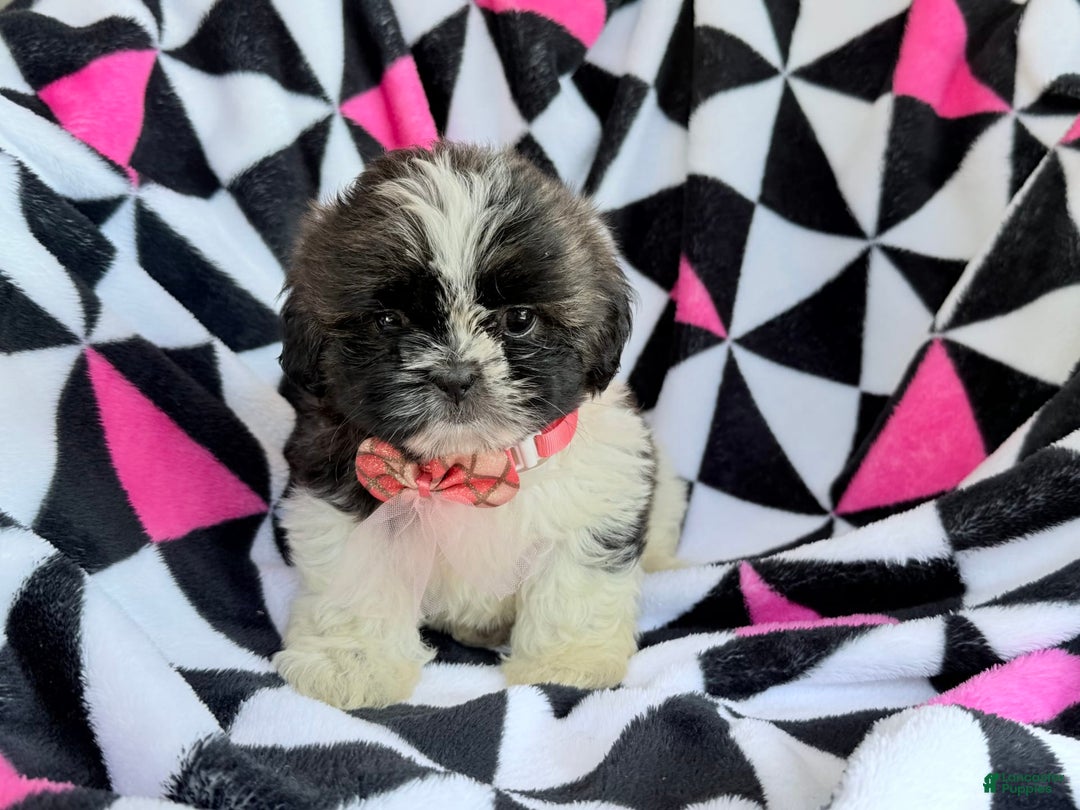 Shih Tzu dogs for sale: Bitsy - Image 2