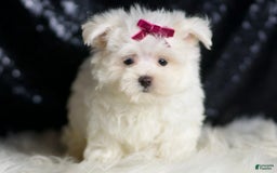 Maltese dogs for sale: Mizzie - Image 2
