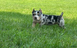 American Bully dogs for sale: Remi - Image 3