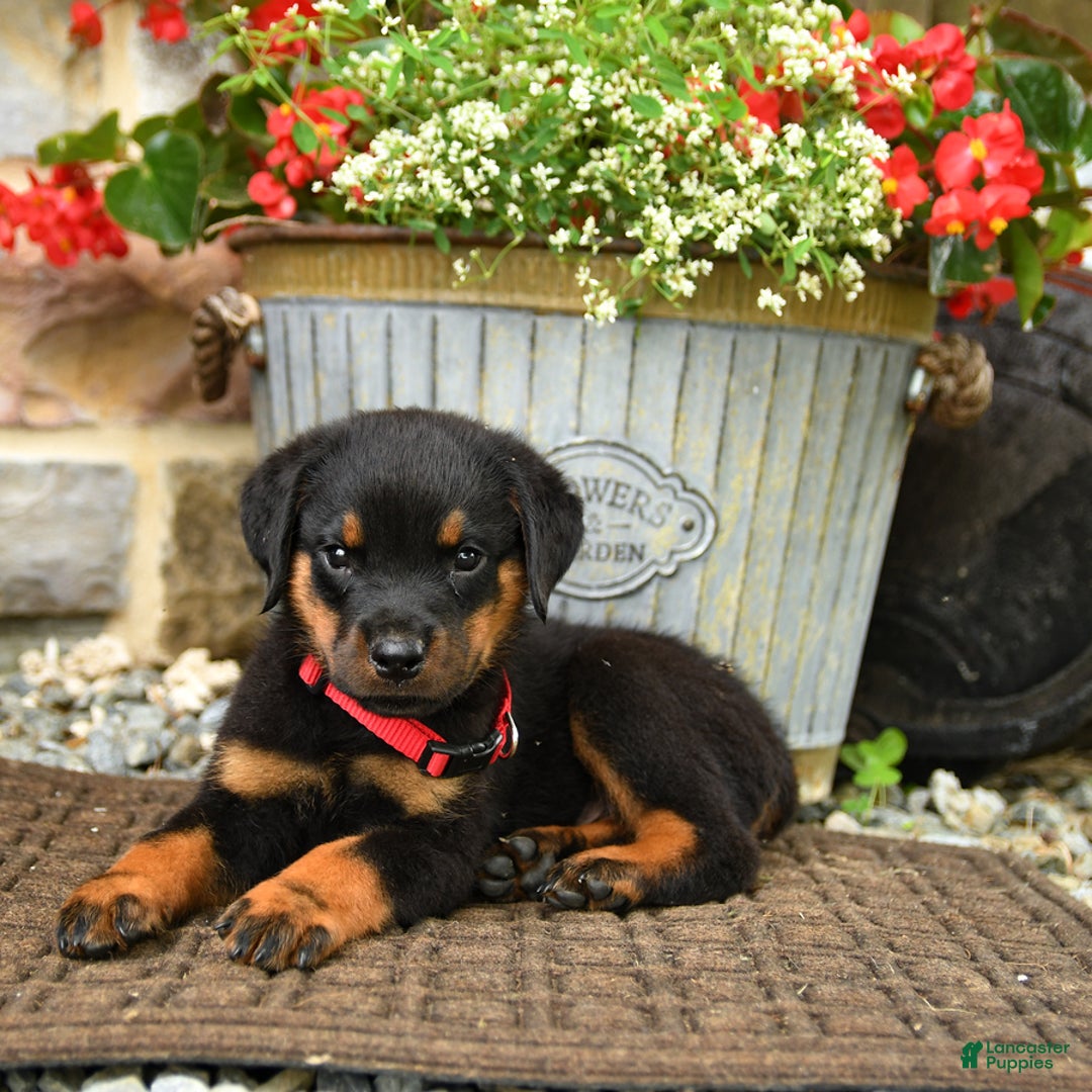Rottweiler dogs for sale: Rottweiler 8 puppies - Image 17