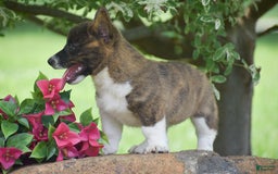 Welsh Corgi Pembroke dogs for sale: Ruby - Image 3