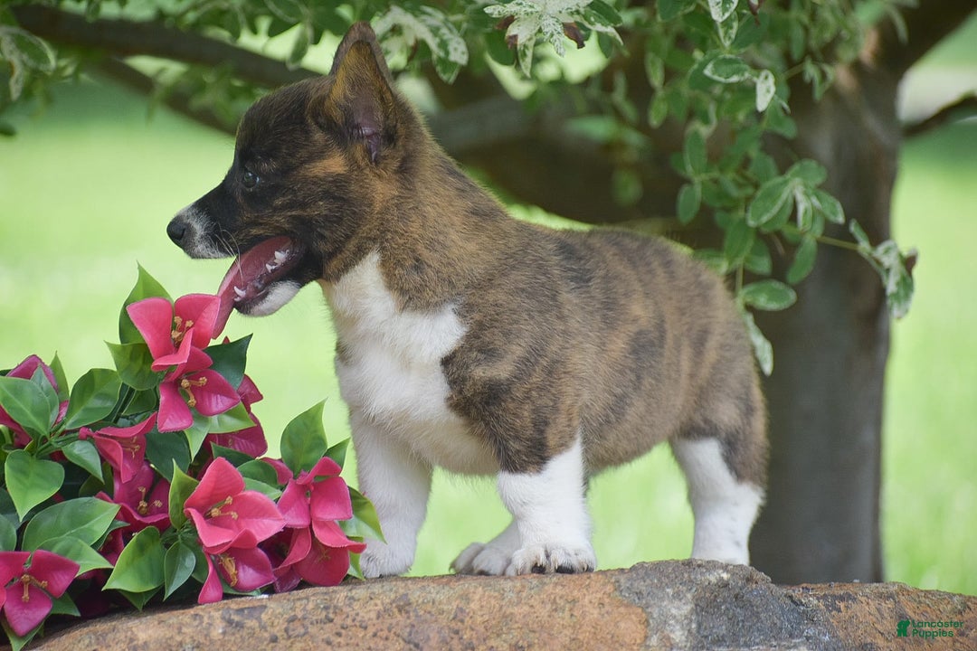 Welsh Corgi Pembroke dogs for sale: Ruby - Image 3