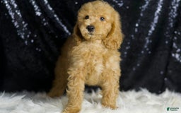 Mini Goldendoodle dogs for sale: Oxford - Image 3