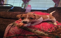 Jack Russell Terrier dogs for sale: Copper - Image 2