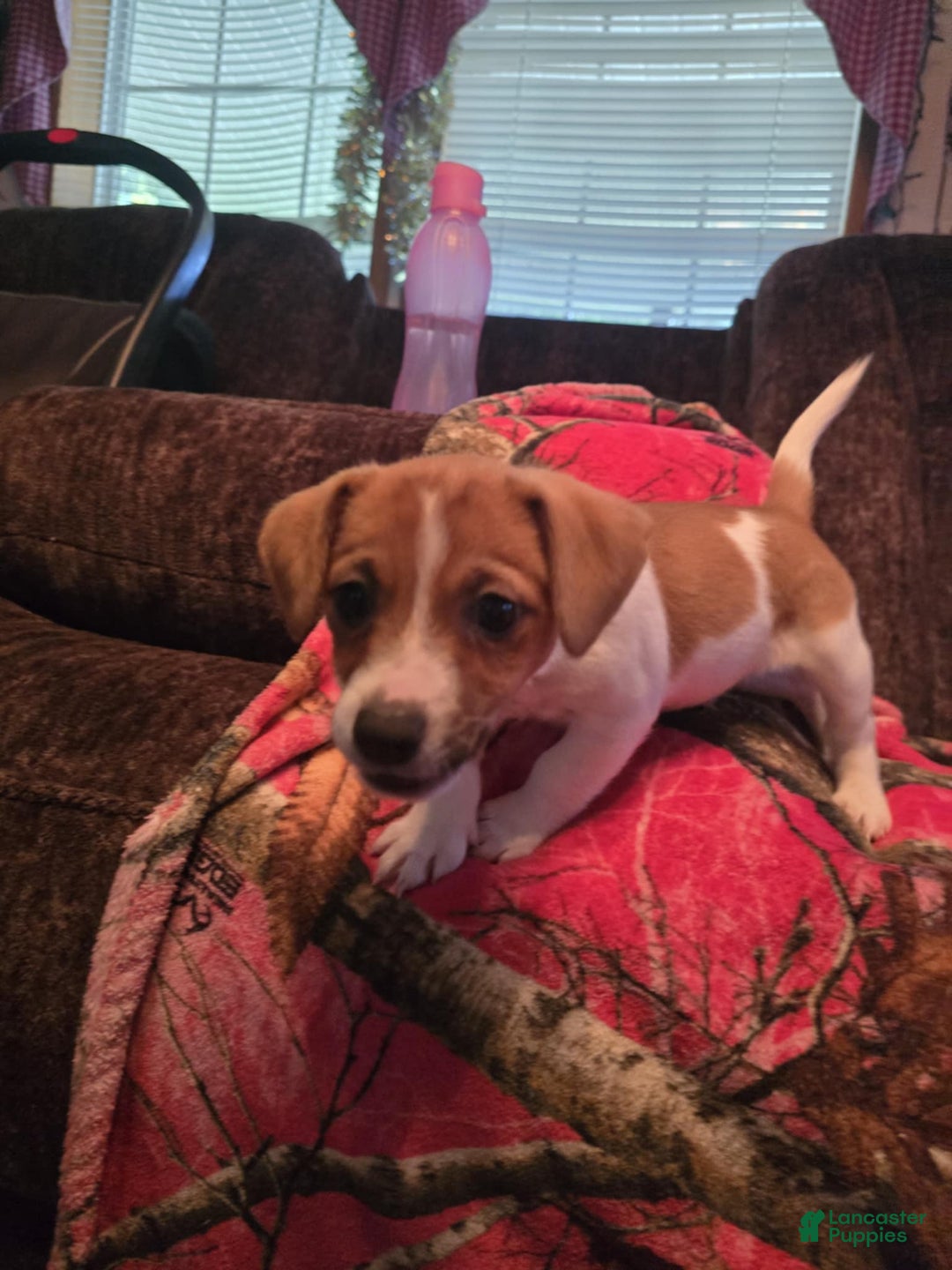 Jack Russell Terrier dogs for sale: Copper - Image 2