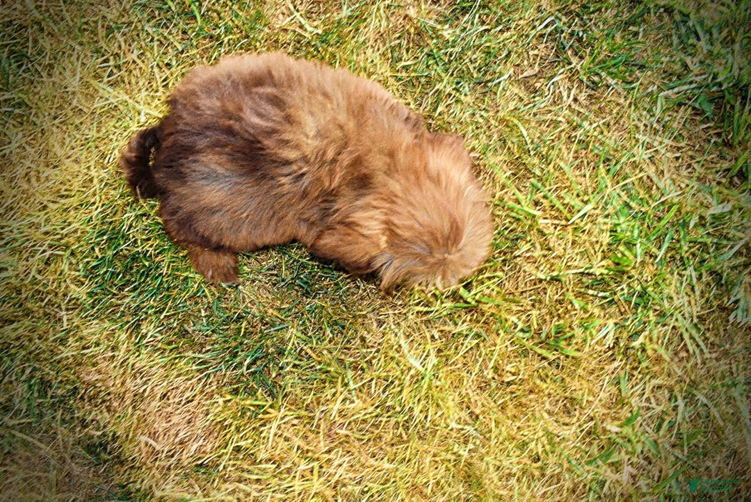 Havapoo dogs for sale: Josie - Image 9