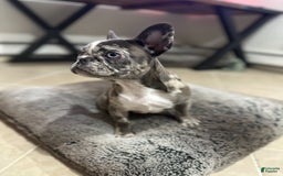 French Bulldog dogs for sale: Mila - Image 1