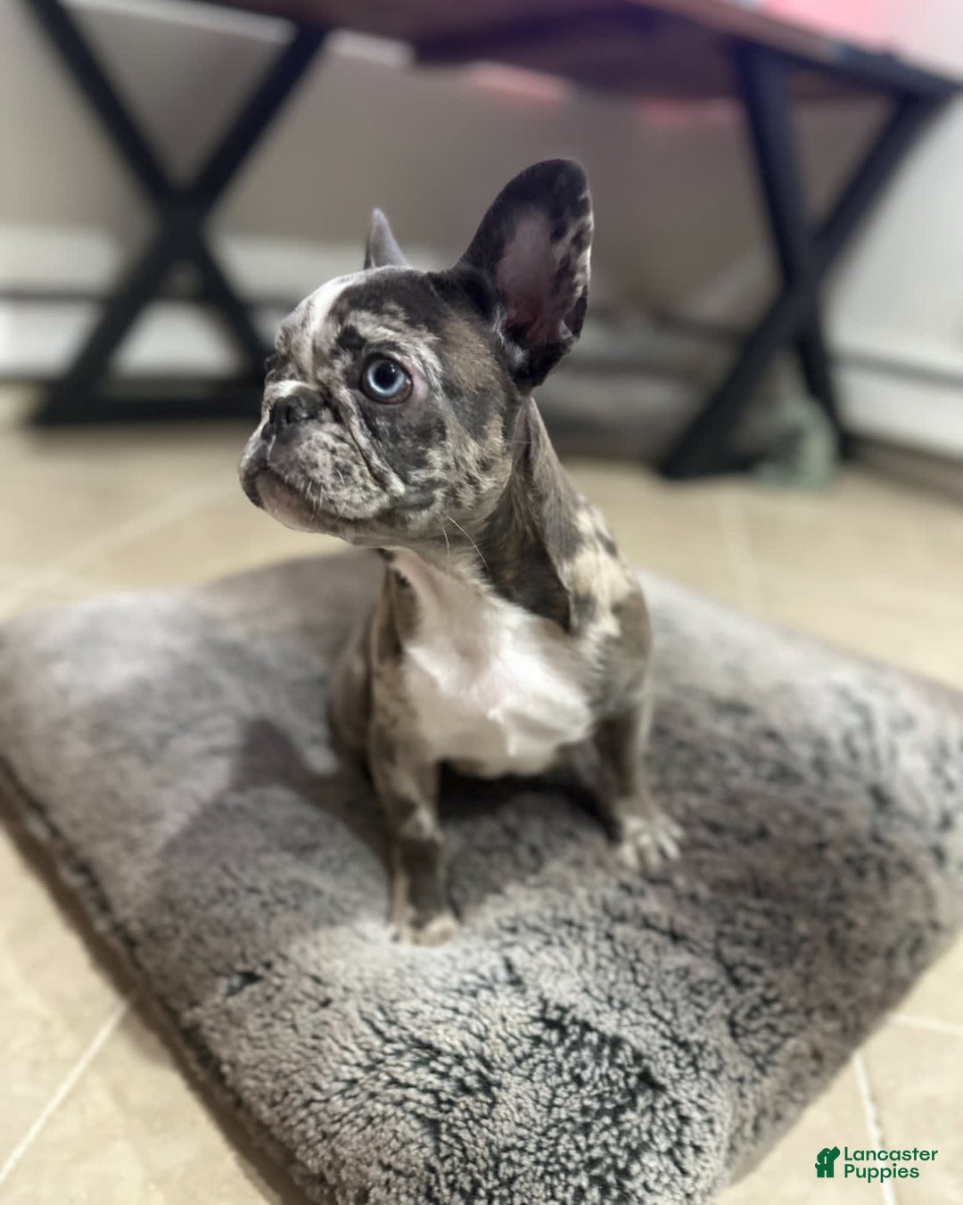 French Bulldog dogs for sale: Mila - Image 1