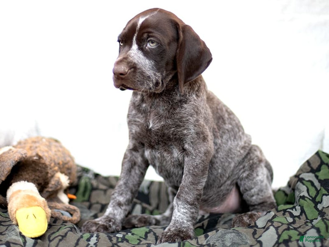 German Shorthaired Pointer dogs for sale: Rocky - Image 4