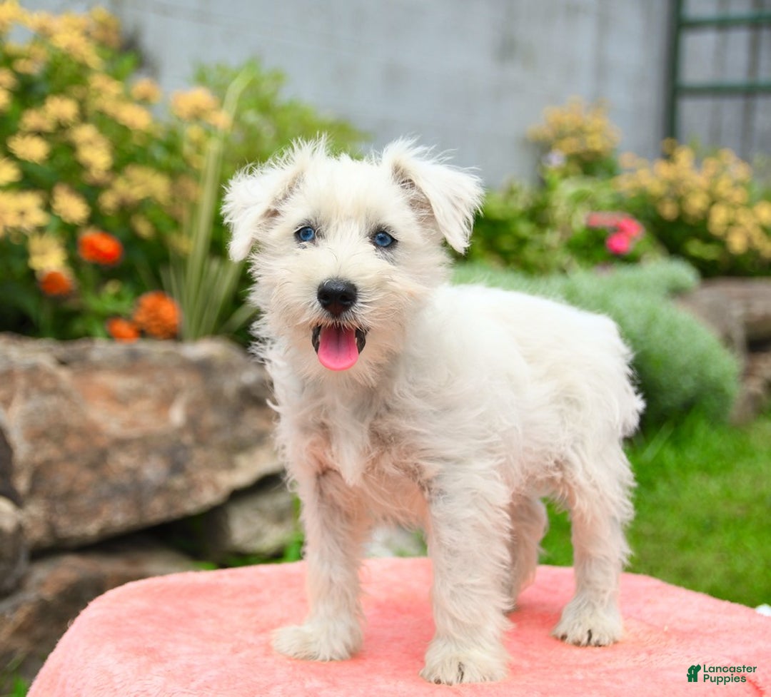 Miniature Schnauzer dogs for sale: Rivers - Image 2
