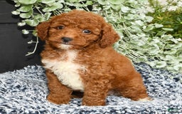 Miniature Poodle dogs for sale: Roger - Image 6