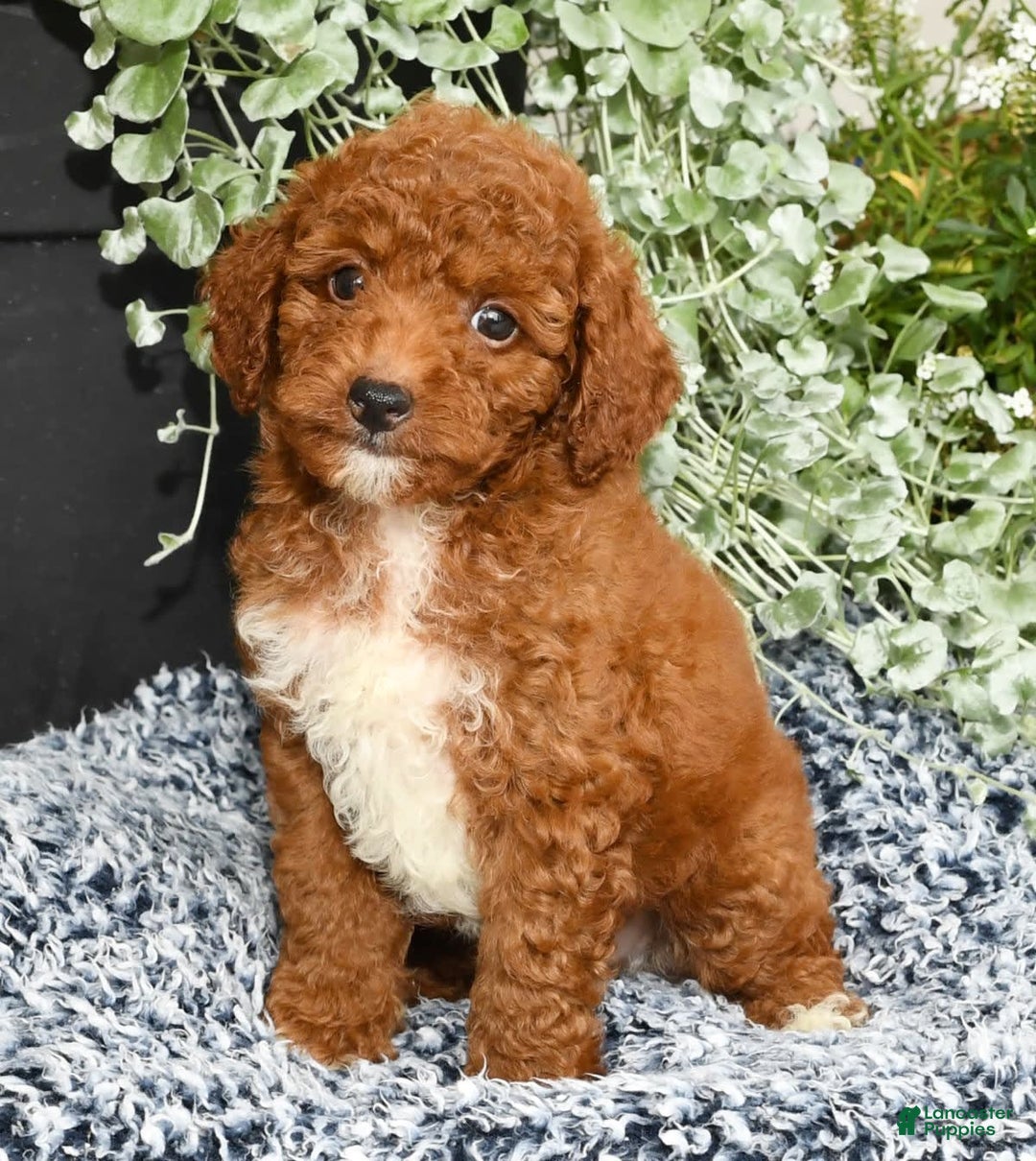 Miniature Poodle dogs for sale: Roger - Image 6