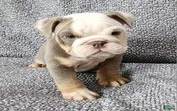 English Bulldog dogs for sale: Carson - Image 6