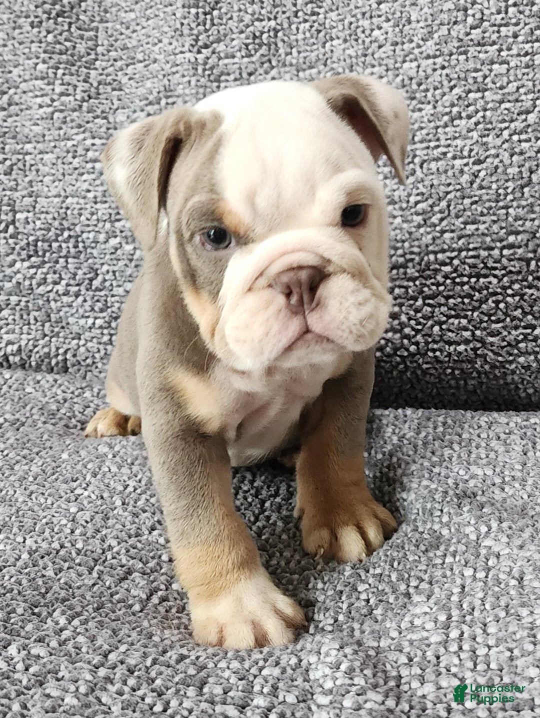 English Bulldog dogs for sale: Carson - Image 6