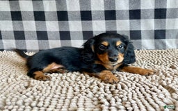Miniature Dachshund dogs for sale: Nelson - Image 6